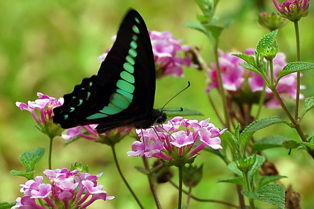 蝴蝶生活习性，蝴蝶王国（蝴蝶的生活环境和特点）
