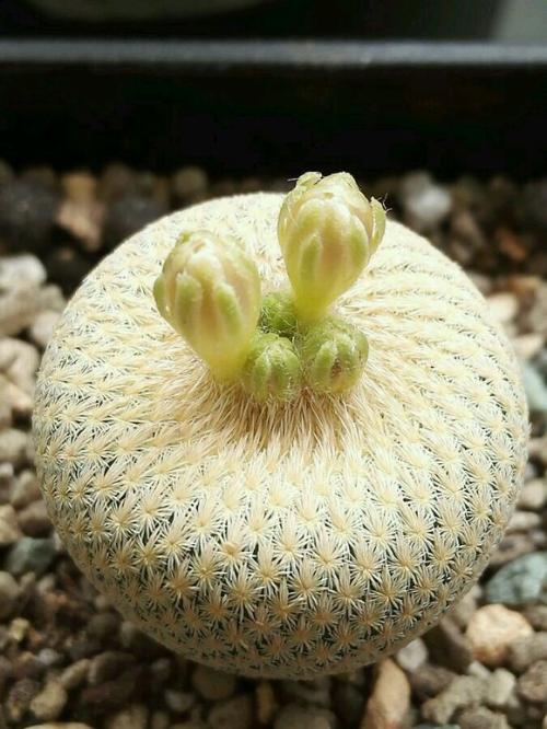 仙人球有多少个品种都叫什么名字(一个比一个好看,快看看你家的叫什么