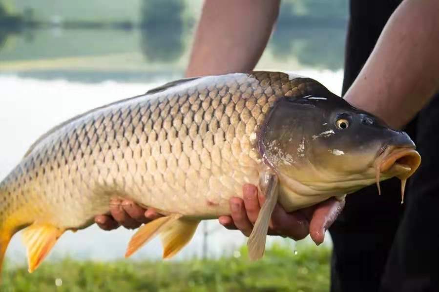 水库钓鲤鱼用什么饵料(20年经验不骗人) - 去钓鱼