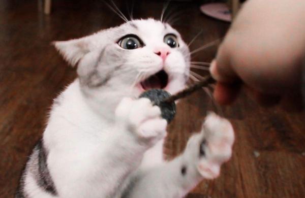 猫喜欢吃什么零食，猫能吃什么（偶尔给猫主子喂一些零食）