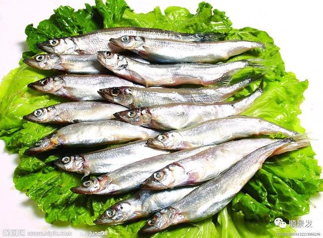 世界上有哪些渔场，世界上有几个渔场（天下“渔仓”——走进世界四大渔场）