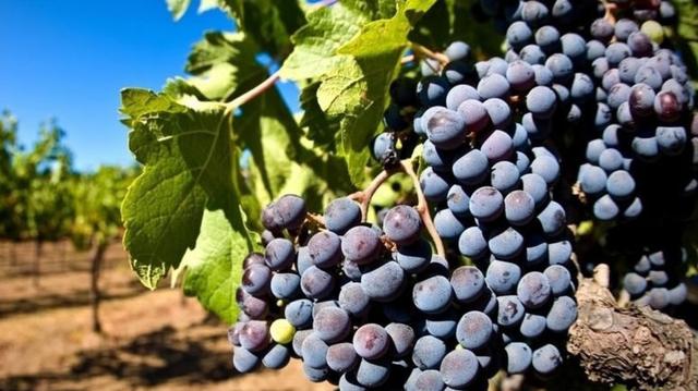 黑色的水果有哪些，常见的黑色的水果有哪些（谁说水果以稀为贵）