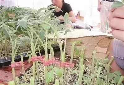 蔬菜种植技术大全，蔬菜种植技术技巧（11个种菜小技巧丨简单）