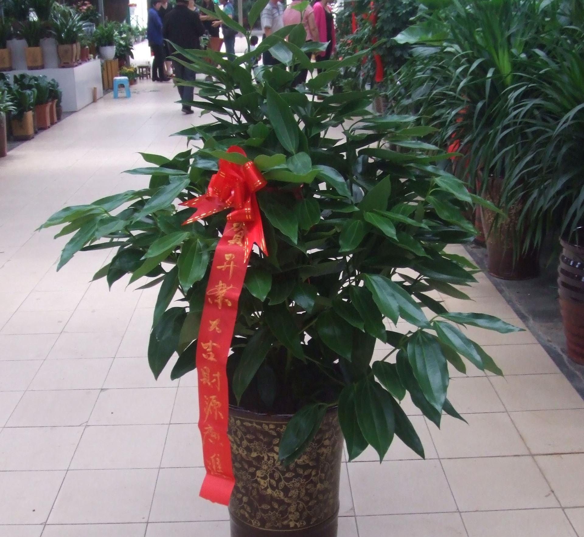 平安树的注意事项(平安树风水大忌)-娱宸网