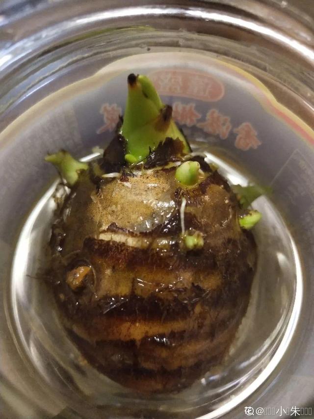 平菇种植最简单方法，平菇种植最简单的方法（喷喷水就能长）