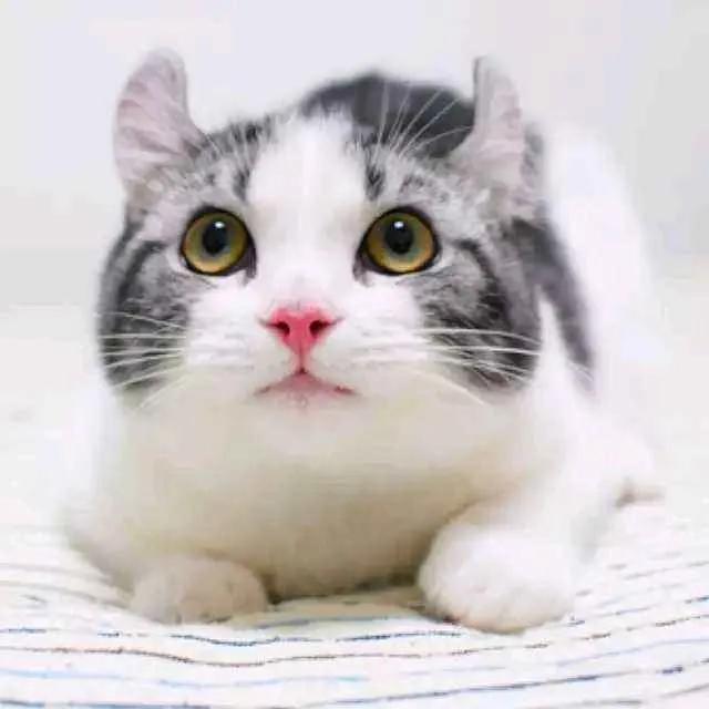 卖萌可爱猫咪,猫咪可爱图片 卖萌 萌萌(连耳朵都在努力卖萌的小猫咪)