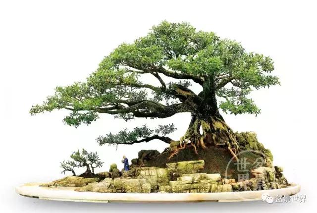 黄杨木盆景养护注意事项，怎样养黄杨木盆景（一组黄杨盆景精品欣赏）