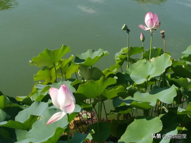 被誉为孤篇盖全唐的是哪首诗，以孤篇盖全唐是哪首诗（张若虚《春江花月夜》为何享有“孤篇压全唐”的美誉）