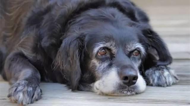 幼犬快不行的征兆，狗浑身无力发软像要死了一样（狗狗临终前的几大“征兆”）