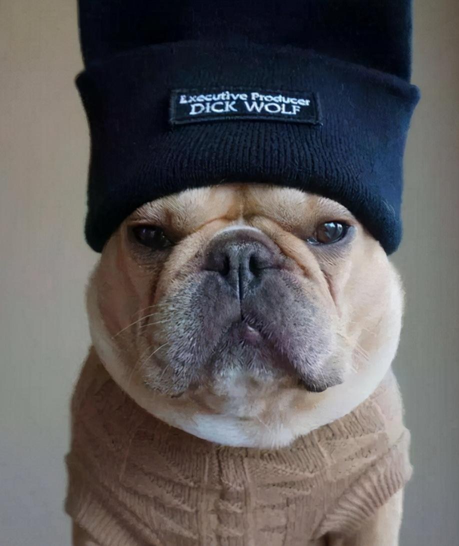 狗的抗寒能力是多少°c，2度穿什么衣服合适（这7种“不耐寒”的狗狗）