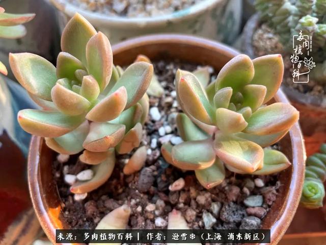 多肉植物图片，感恩相遇，余生相互关照（若绿多肉植物图片）