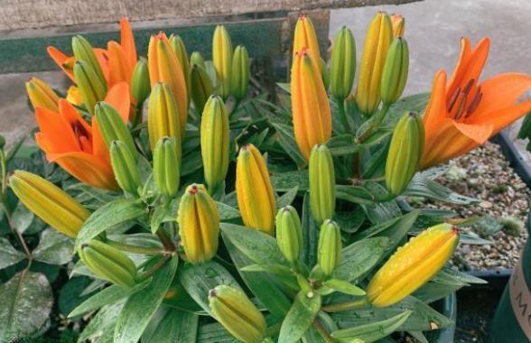 百合花开完花后植株如何处理，百合开完花后怎么处理（开完花的百合花别扔）