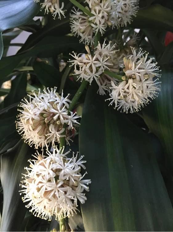 巴西铁开的花(你见过巴西铁开花吗?大开眼界了) - 彝家农业网