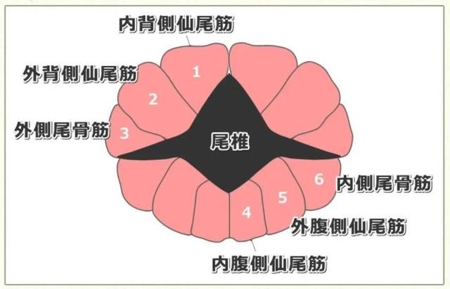 扯猫尾是什么意思，扯猫尾巴上炕什么意思（一次说透彻猫尾的那些事儿）