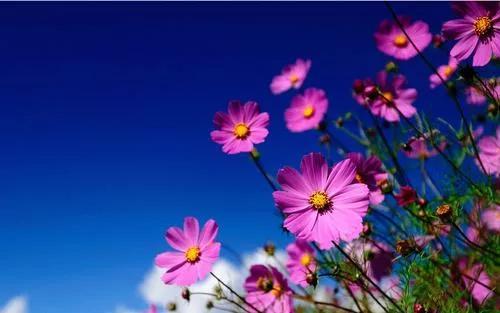 人生何必如初见，人生何必如初见是什么意思（人生何必如初见是什么意思啊）