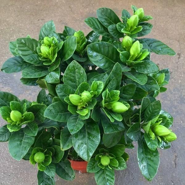 枯萎的花图片，枯萎的花（6种漂亮花，开完花“就枯萎”）