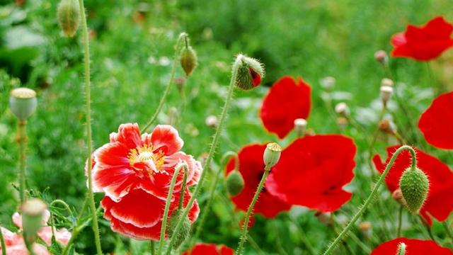 七言诗二首全集，七绝《野花芬芳》二首