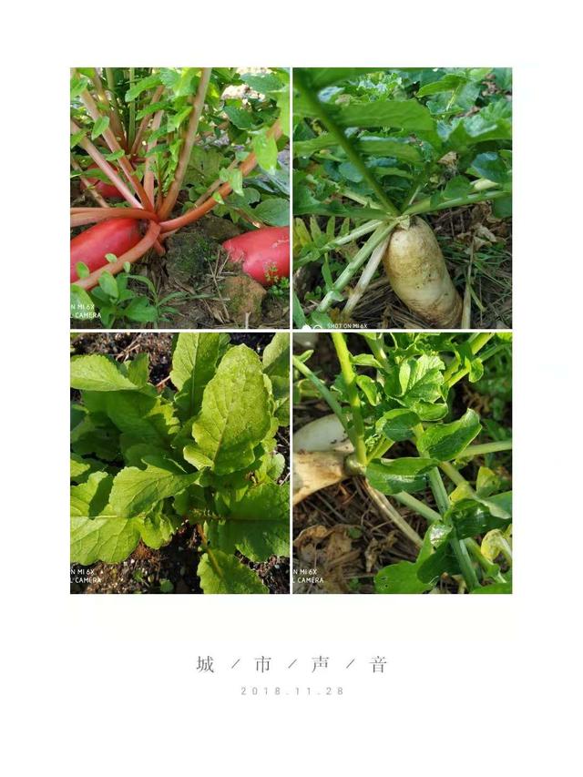 带草字头的字有哪些，男孩子带草字头的字有哪些（《部首识字歌诀》草字头15字）