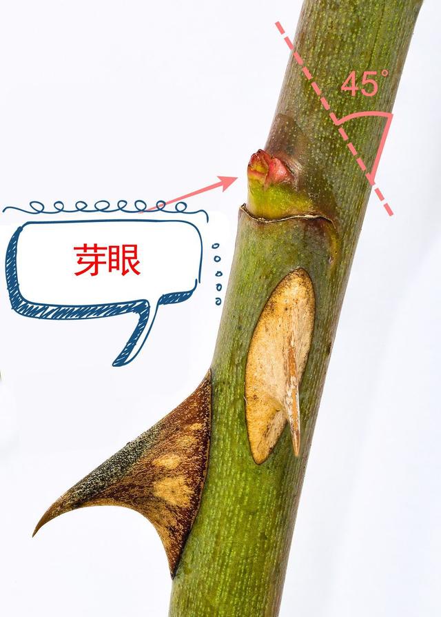 月季开花时间介绍。，月季开花时间介绍图片（不怕黄叶和感染病虫害）