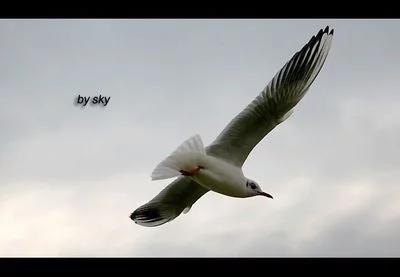 复位键是干什么的(<一篇接地气的文章>) 复位键是干什么的(<一篇接地气的文章>)