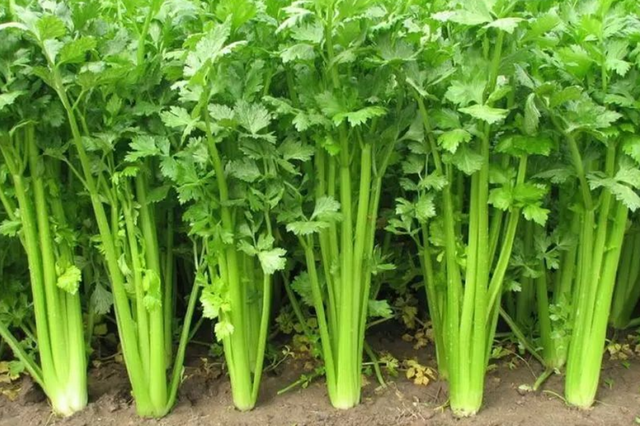 芹菜叶水饺的做法，芹菜叶水饺的做法窍门（吃不吃叶让很多人纠结）