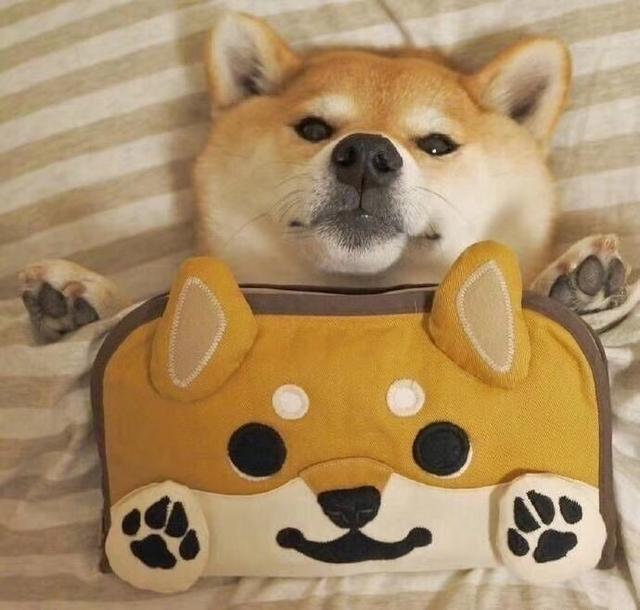 柴犬图片大全可爱，可爱柴犬图（分享一组可爱的柴犬狗狗微信头像）