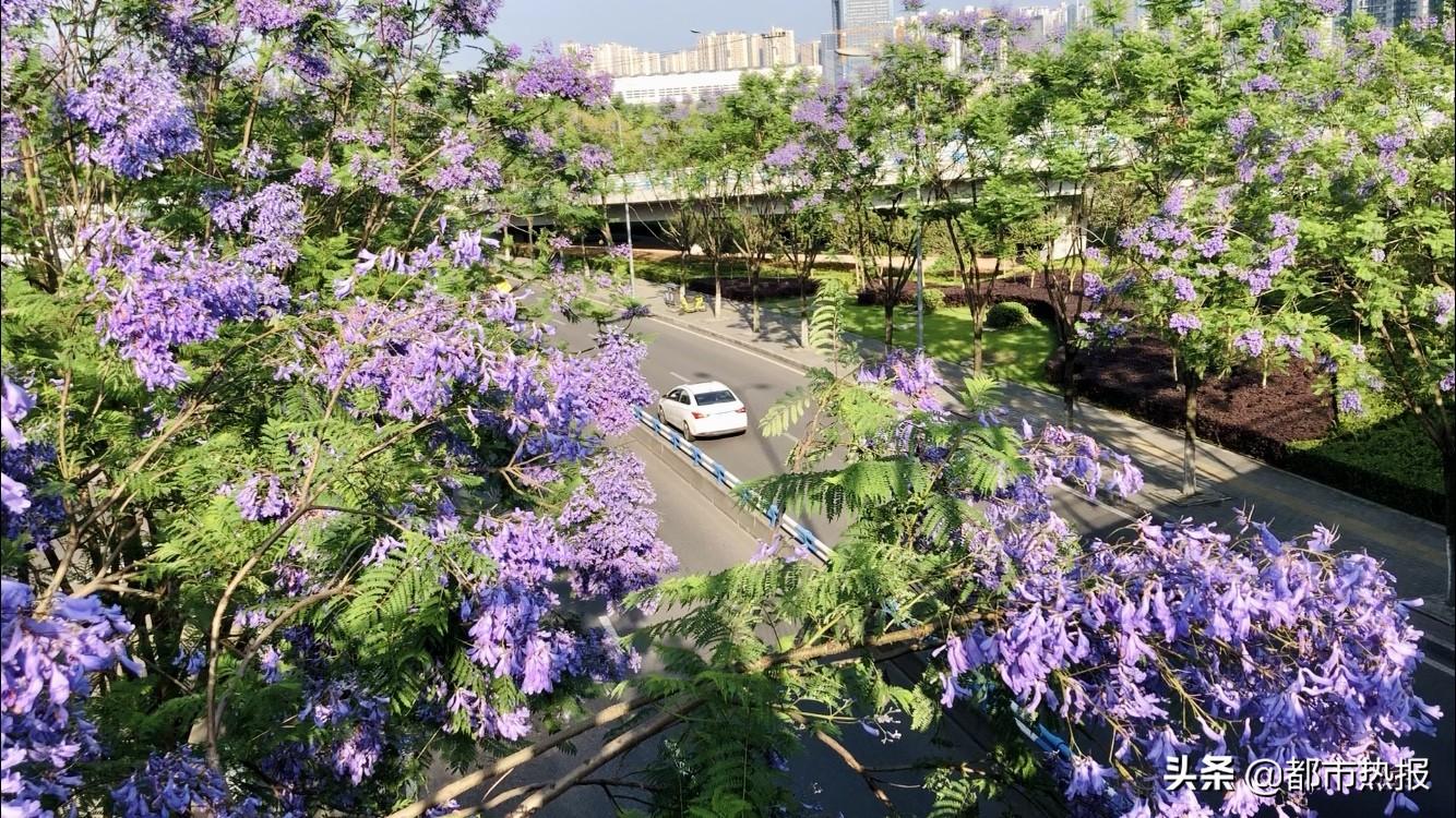 重庆中央公园蓝花楹(重庆坐轻轨赏花)-娱宸网