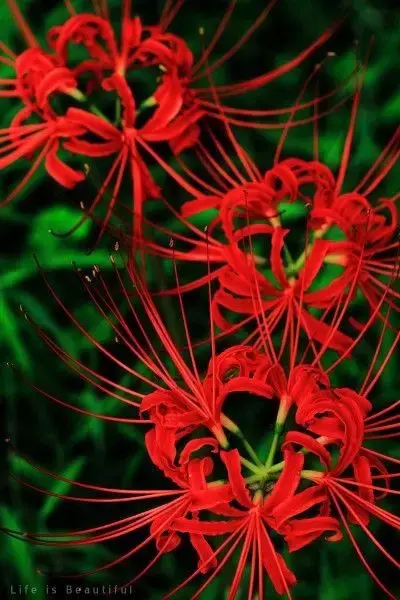 彼岸花，微信头像，彼岸花（48张彼岸花图，真是美极了）