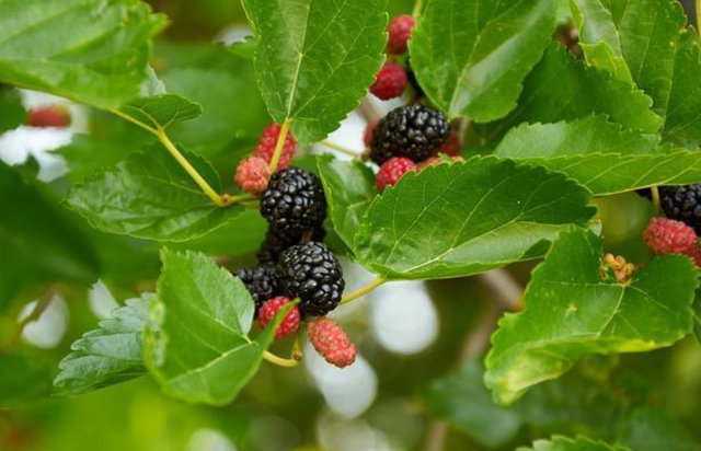 桑叶有什么功效和作用，桑叶的功效与作用有哪些（居然还有这种功能）