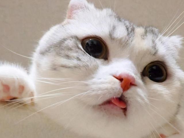 猫为什么总是吐舌头，猫一直吐舌头是生病了吗，猫为什么总是吐舌头（猫咪频繁吐舌头不是卖萌）