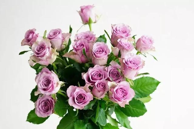 各种玫瑰花的含义，各色的玫瑰花有什么含意（一篇文章认全花店必备80种玫瑰花）