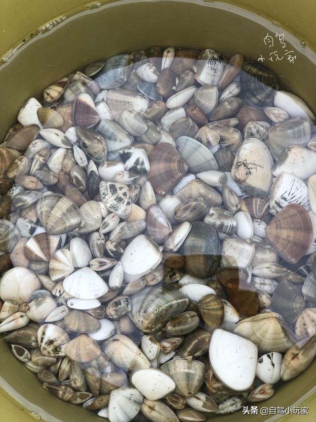 惠州海岛旅游景点哪里好玩，惠州野沙滩大汇总：8个野沙滩