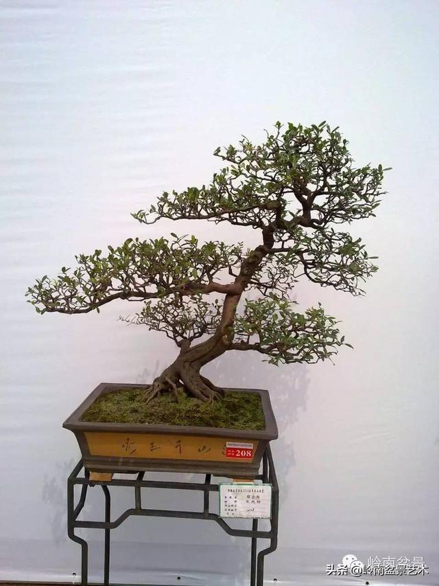 山桔种植方法，山桔盆景，其实没那么难养！