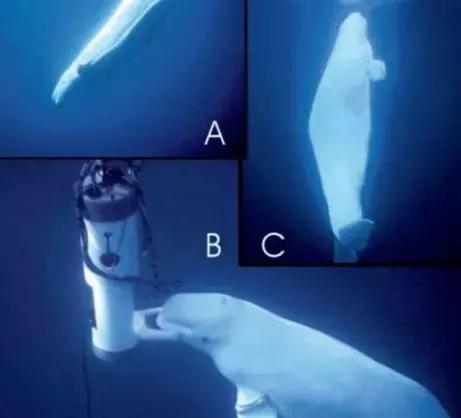 海豚和白鲸的区别，白鲸为什么是海豚（妹子的iPhone掉进大海后）