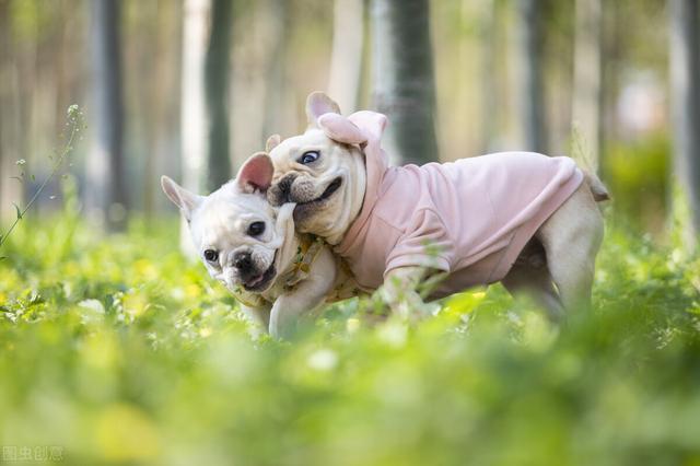 迷你杜宾犬怎么养，迷你杜宾犬养殖基地在哪里（主人记得给它们穿多点衣服）