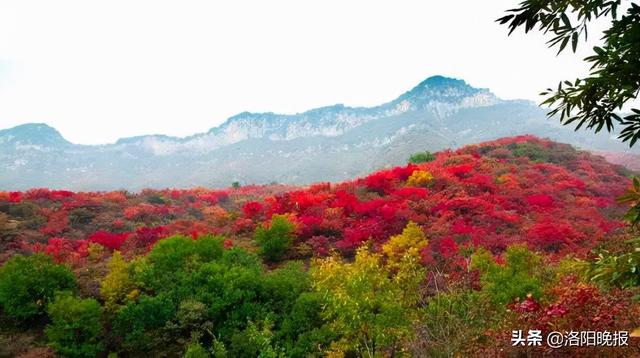 香炉峰海拔多少米，巴岳山海拔多少米（叮咚！来偃师香炉峰看红叶吧）