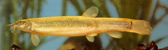 淡水观赏鱼种类，淡水观赏鱼的种类大全！（中国淡水观赏鱼图集<一>）