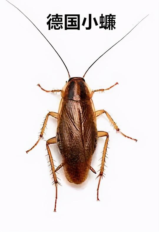 房间里有蟑螂怎么办，房间里面有蟑螂怎么处理（灭蟑螂，最靠谱的2招）