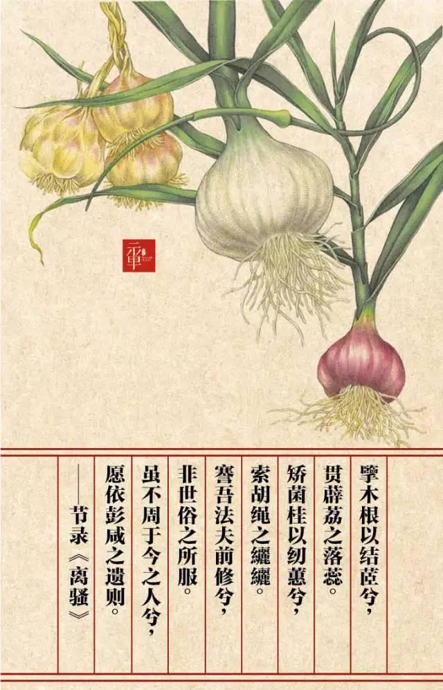 木兰科的常见地被植物有哪些，常绿木兰科植物有哪些（收藏起来留给孩子慢慢看）