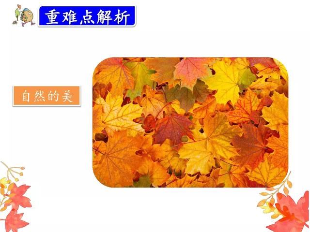 金黄的什么填词语，金黄的什么填空（部编版三年级语文上册第5课《铺满金色巴掌的水泥道》图文讲解）