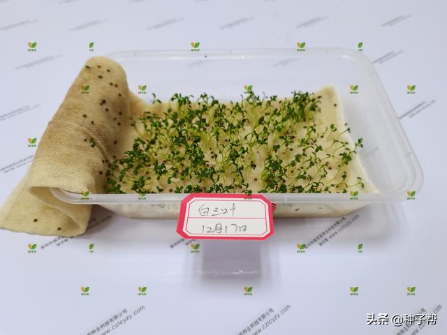 白车轴草的常见病虫害有哪些,白车轴草科属种(白三叶:绿化建植快)