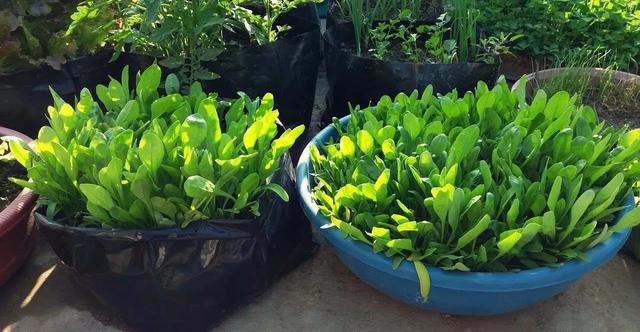 烧烤蔬菜有哪些，50款烧烤素菜菜单（7种“大叶菜”）