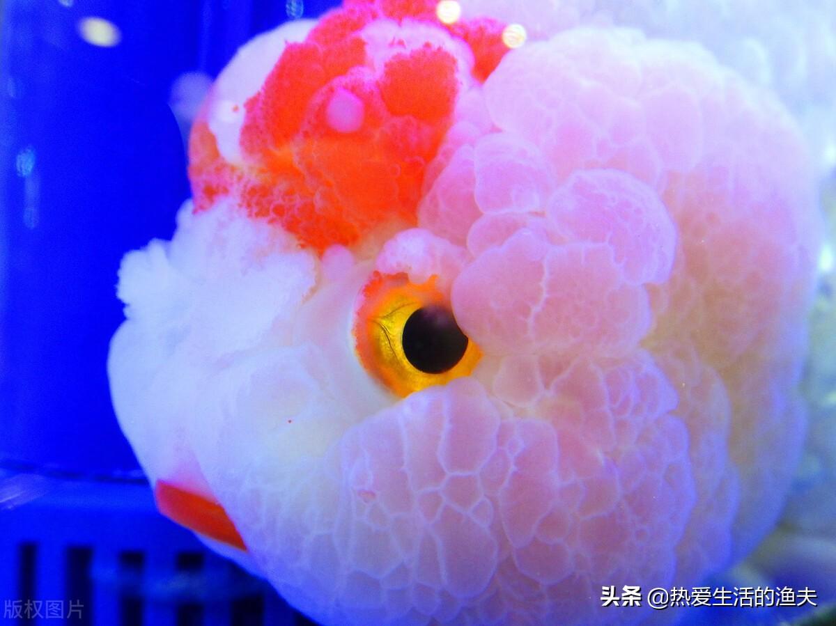 养金鱼不翻车三大秘诀：新手必看的存活指南，轻松告别死鱼烦恼