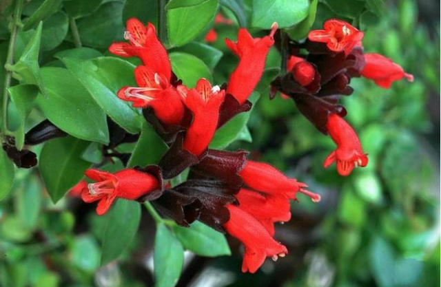 口红吊兰，这种植物别名“口红吊兰”（口红吊兰一年开几次花）