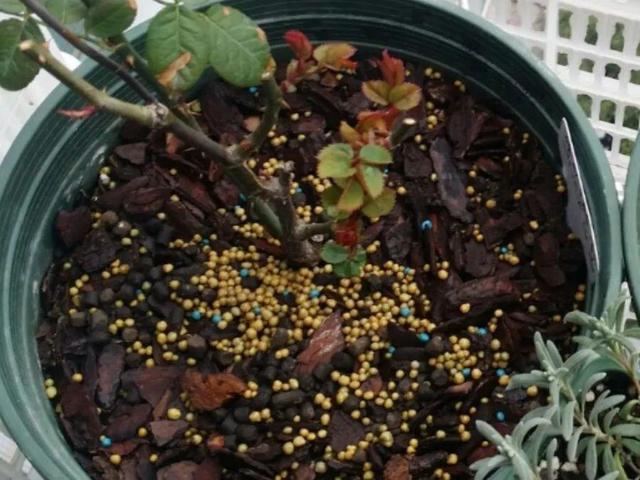 瓜子属于坚果吗，瓜子花生属于坚果类吗（给花吃点瓜子）