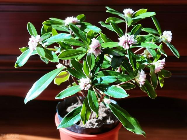 金边瑞香怎么养开花，金边瑞香怎么养开花好（“一多二勤”要牢记）