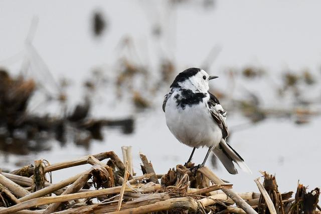 水鸡是什么，水鸡是什么车（西方秧鸡、叽咋柳莺......）