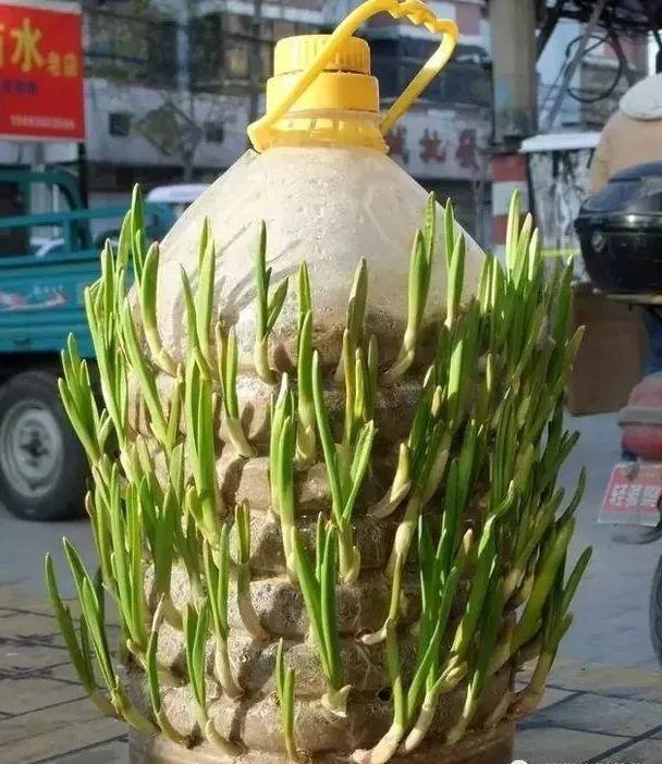 平菇种植最简单方法，平菇种植最简单的方法（喷喷水就能长）