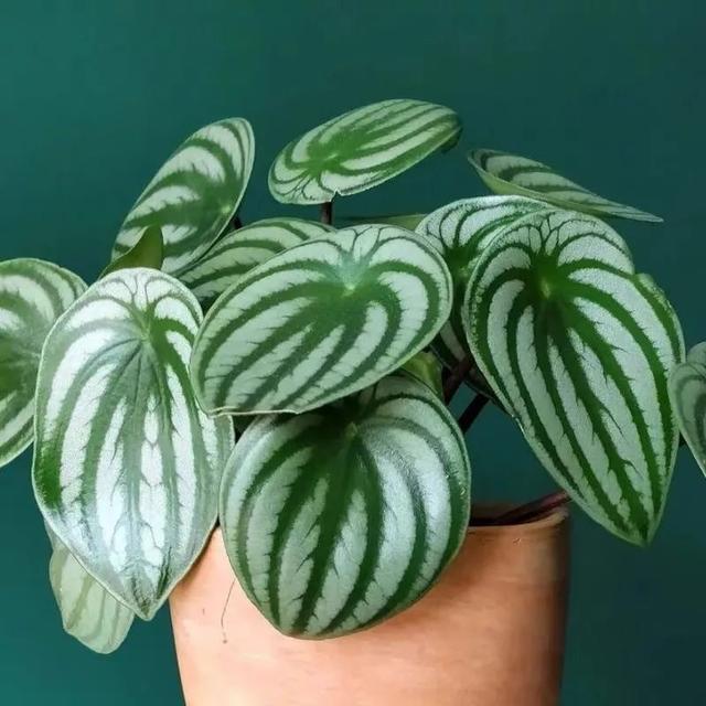 西瓜皮椒草栽培方法应明确六个要点,西瓜皮椒草叶插(家里养几盆西瓜皮