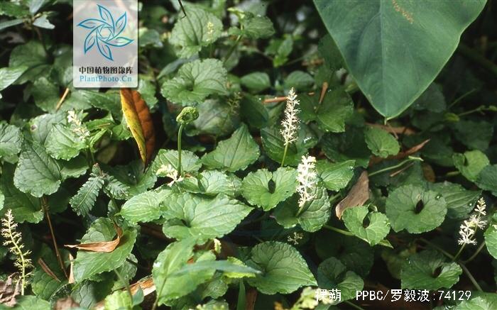 药材还魂草(中药大还魂)-柯彬网